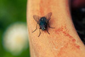 MUSCA